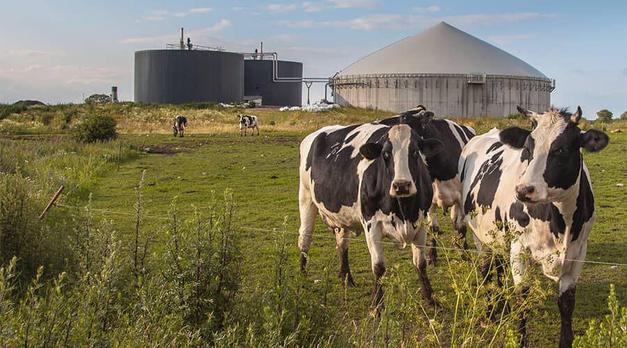 Biogas from Manure